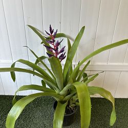 Dwarf Blue Tango Bromeliad Dwarf Blue Tango Bromeliad