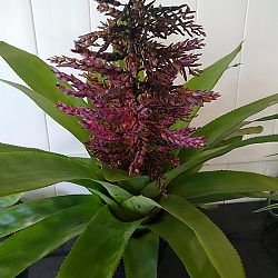 Dwarf Blue Tango Bromeliad Dwarf Blue Tango Bromeliad