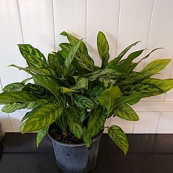 Aglaonema 'Mary Ann' Aglaonema 'Mary Ann'