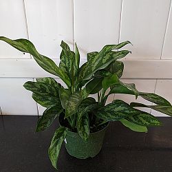 Aglaonema 'Mary Ann' Aglaonema 'Mary Ann'
