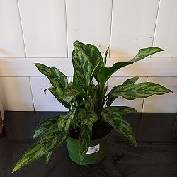 Aglaonema 'Mary Ann' Aglaonema 'Mary Ann'