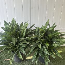 Aglaonema 'Mary Ann' Aglaonema 'Mary Ann'