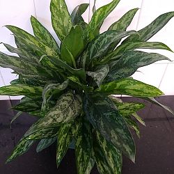 Aglaonema 'Mary Ann' Aglaonema 'Mary Ann'