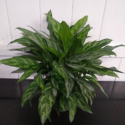 Aglaonema 'Mary Ann' Aglaonema 'Mary Ann'