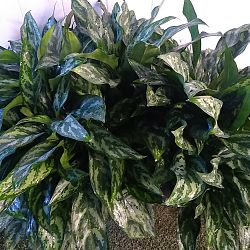 Aglaonema 'Mary Ann' Aglaonema 'Mary Ann'