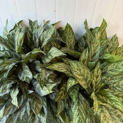 Aglaonema 'Mary Ann' Aglaonema 'Mary Ann'