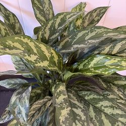 Aglaonema 'Mary Ann' Aglaonema 'Mary Ann'