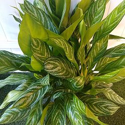 Aglaonema 'Mary Ann' Aglaonema 'Mary Ann'
