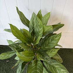 Aglaonema 'Mary Ann' Aglaonema 'Mary Ann'