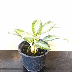 Aglaonema 'White Rain' Aglaonema 'White Rain'