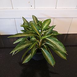 Aglaonema 'White Rain' Aglaonema 'White Rain'