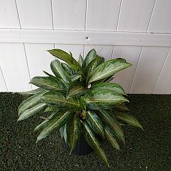 Aglaonema 'White Rain' Aglaonema 'White Rain'