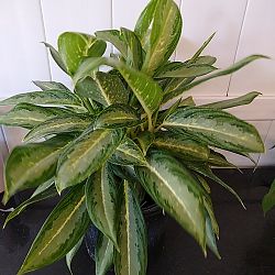 Aglaonema 'White Rain' Aglaonema 'White Rain'
