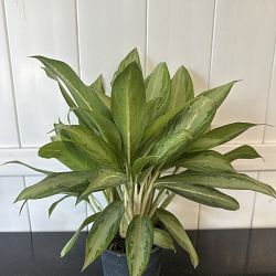 Aglaonema 'White Rain' Aglaonema 'White Rain'