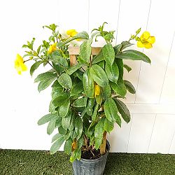 Yellow Allamanda Yellow Allamanda