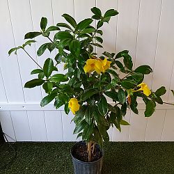 Yellow Allamanda Yellow Allamanda