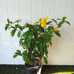 Yellow Allamanda Yellow Allamanda