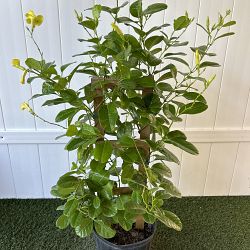 Yellow Allamanda Yellow Allamanda