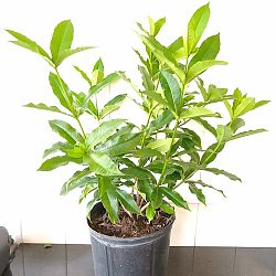 Bush Allamanda Bush Allamanda