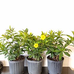 Bush Allamanda Bush Allamanda