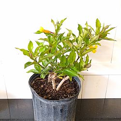 Bush Allamanda Bush Allamanda