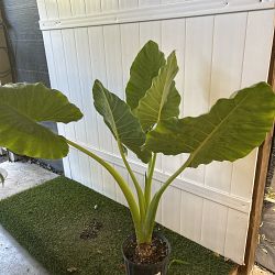 Alocasia calidora Alocasia calidora