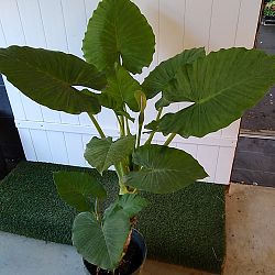 Alocasia calidora Alocasia calidora