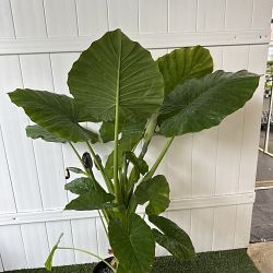 Alocasia calidora Alocasia calidora