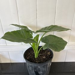 Alocasia calidora Alocasia calidora