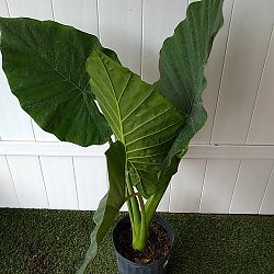 Alocasia calidora Alocasia calidora