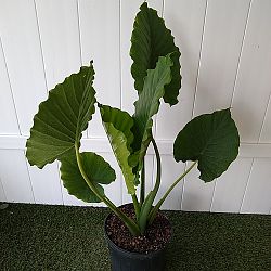 Alocasia calidora Alocasia calidora