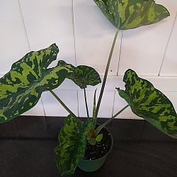 Alocasia 'Hilo Beauty' Alocasia 'Hilo Beauty'