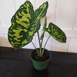 Alocasia 'Hilo Beauty' Alocasia 'Hilo Beauty'