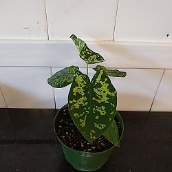 Alocasia 'Hilo Beauty' Alocasia 'Hilo Beauty'