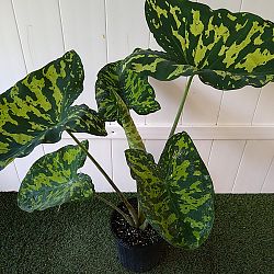 Alocasia 'Hilo Beauty' Alocasia 'Hilo Beauty'