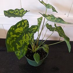 Alocasia 'Hilo Beauty' Alocasia 'Hilo Beauty'
