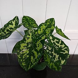 Alocasia 'Hilo Beauty' Alocasia 'Hilo Beauty'