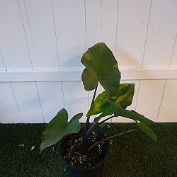 Black Stem Alocasia Black Stem Alocasia