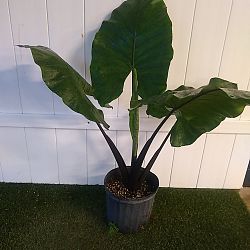 Black Stem Alocasia Black Stem Alocasia