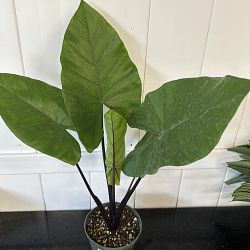 Black Stem Alocasia Black Stem Alocasia