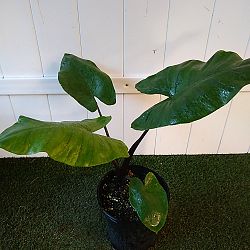 Black Stem Alocasia Black Stem Alocasia