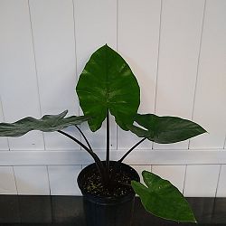 Black Stem Alocasia Black Stem Alocasia