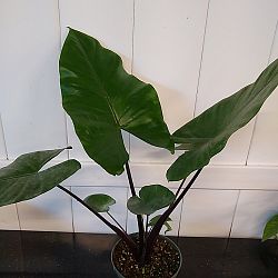 Black Stem Alocasia Black Stem Alocasia