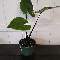 Black Stem Alocasia Black Stem Alocasia