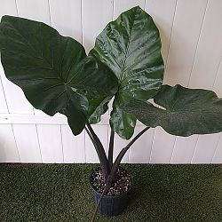 Black Stem Alocasia Black Stem Alocasia