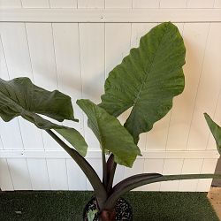 Black Stem Alocasia Black Stem Alocasia