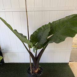 Black Stem Alocasia Black Stem Alocasia