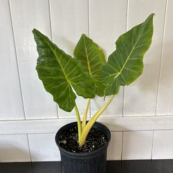Yellow Stem Alocasia Yellow Stem Alocasia