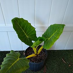 Yellow Stem Alocasia Yellow Stem Alocasia