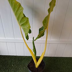 Yellow Stem Alocasia Yellow Stem Alocasia